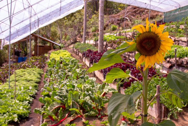 Finca Madre Tierra - Agricultura Sostenible Costa Rica Photo